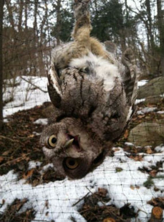 owl_rescue
