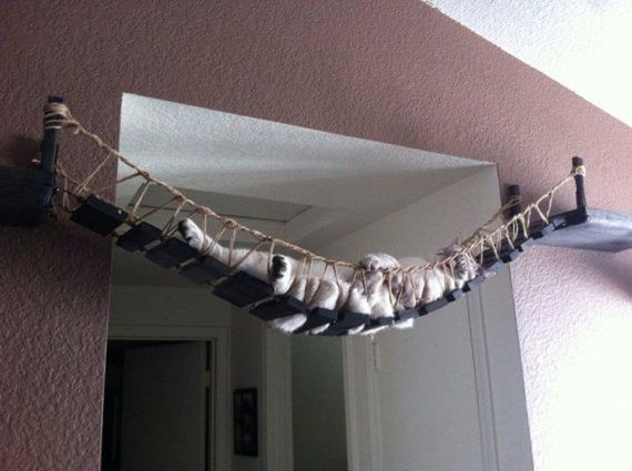 pet-owners-who-are