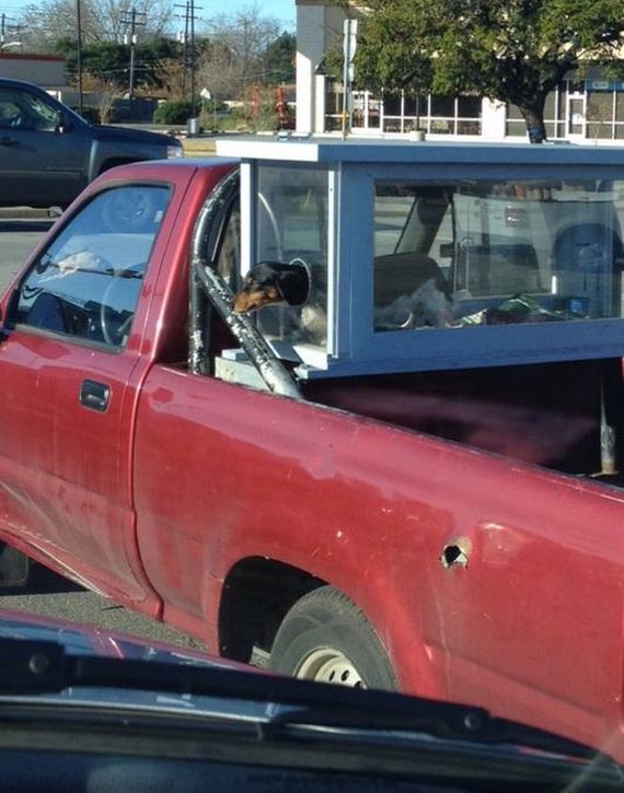 pet-owners-who-are