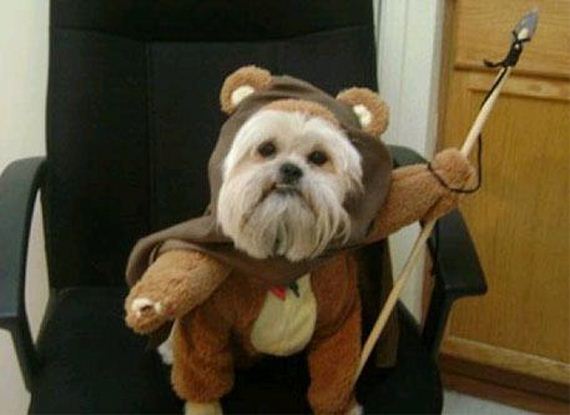 pet-owners-who-are
