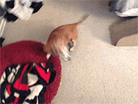 pet-owners-who-are