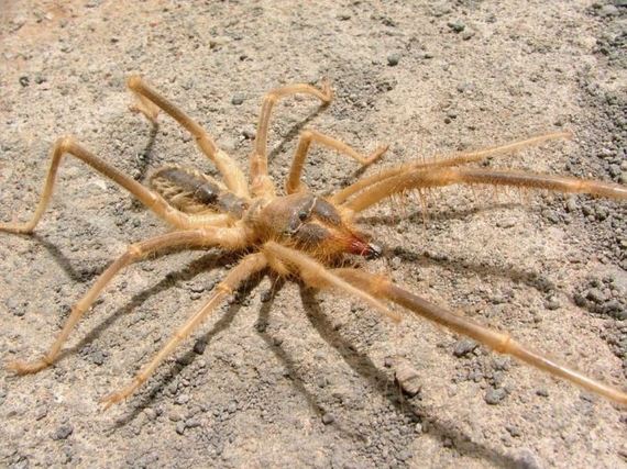 phalanges_camel_spider