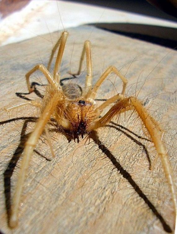 Camel Spiders - Barnorama