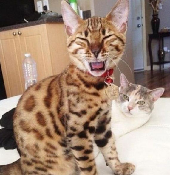 photobombs_36