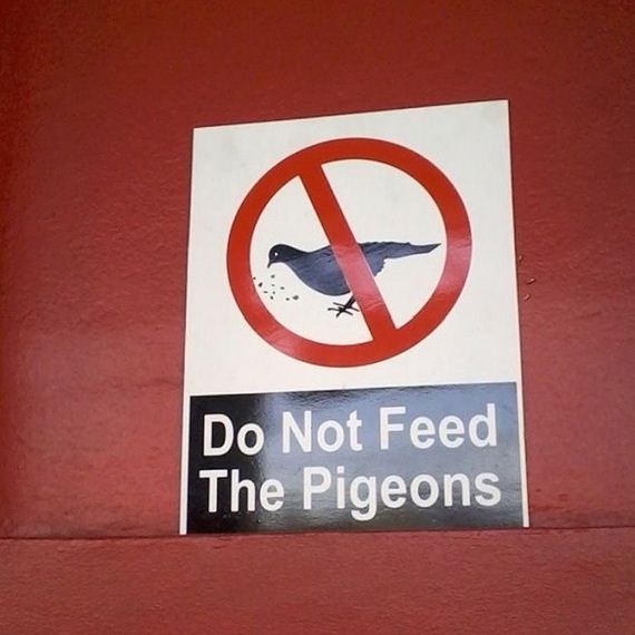 pigeons_01