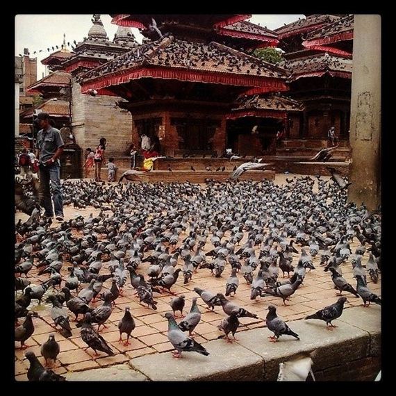 pigeons_01