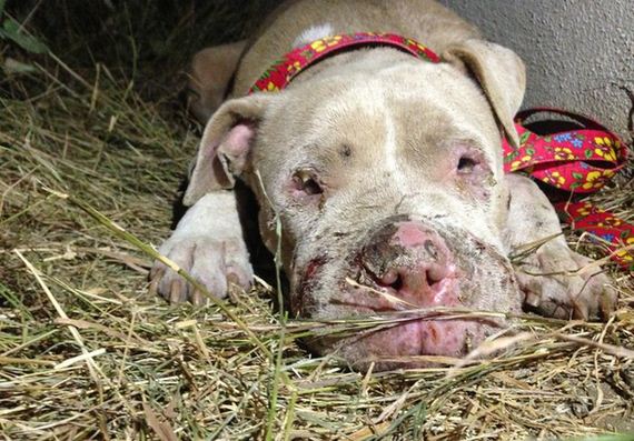 pit_bull_gets_rescued