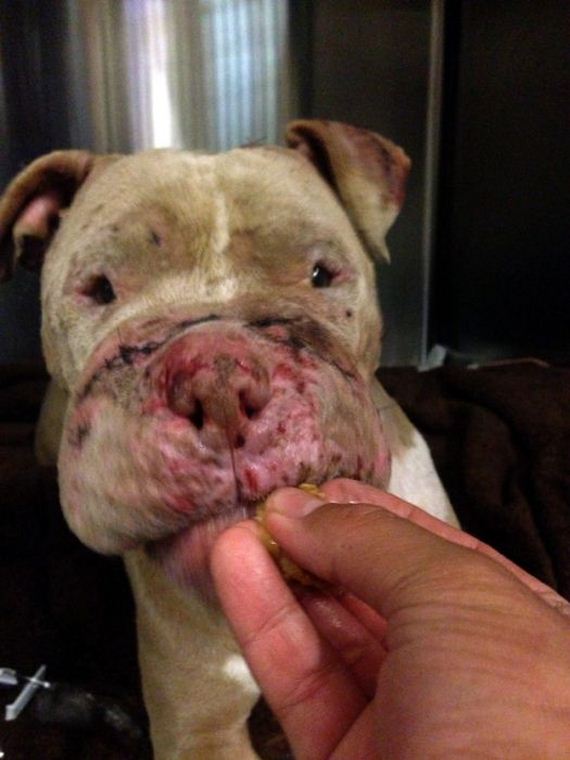 pit_bull_gets_rescued