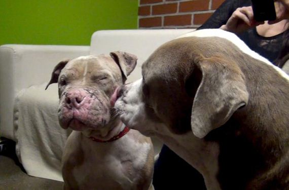 pit_bull_gets_rescued