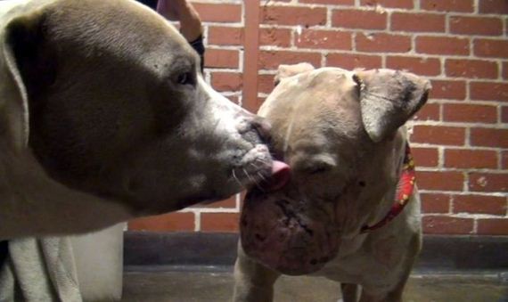 pit_bull_gets_rescued