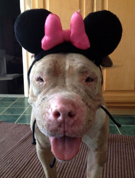 pit_bull_gets_rescued