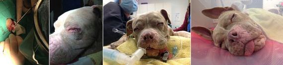 pit_bull_gets_rescued