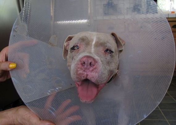 pit_bull_gets_rescued
