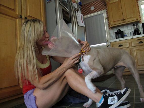 pit_bull_gets_rescued