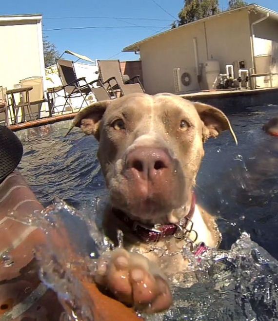pit_bull_gets_rescued