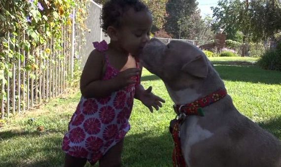pit_bull_gets_rescued