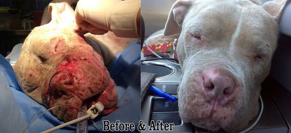 pit_bull_gets_rescued