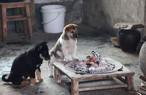 puppies_around_fire
