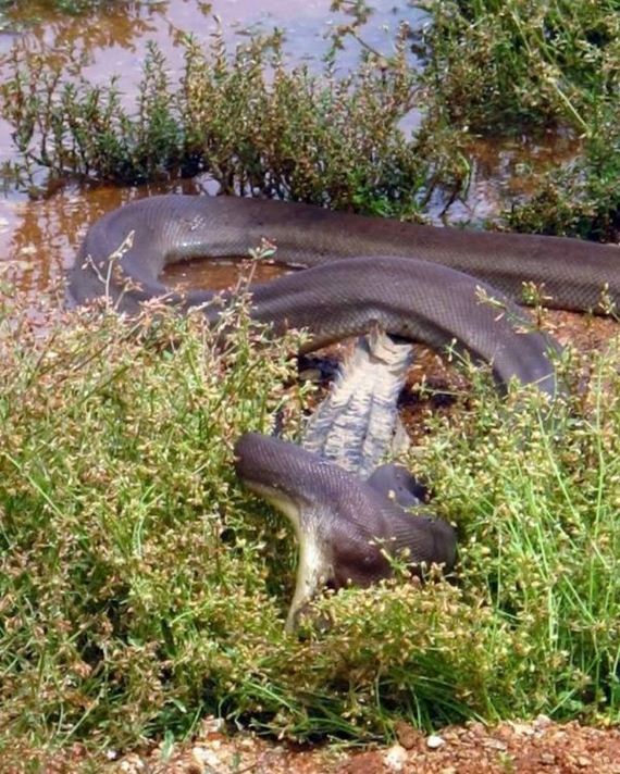 python_eating_crocodile