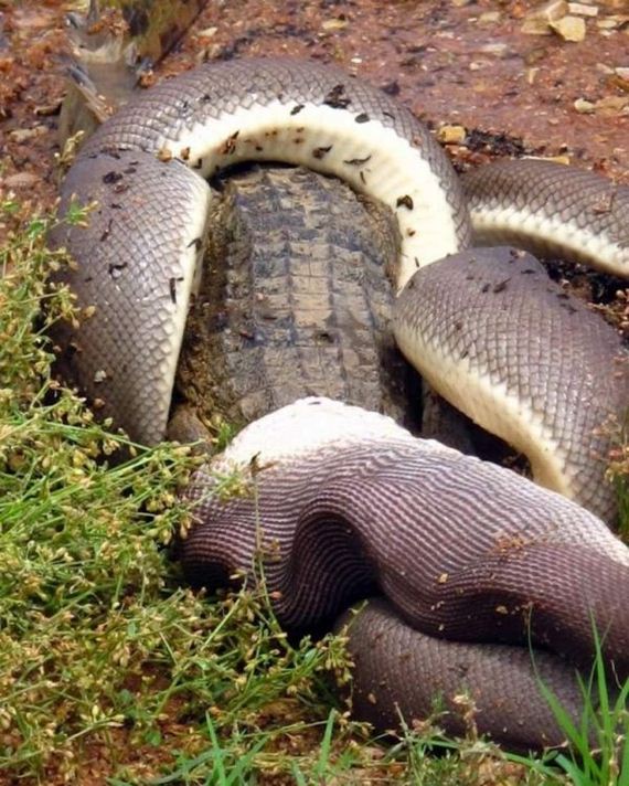 python_eating_crocodile