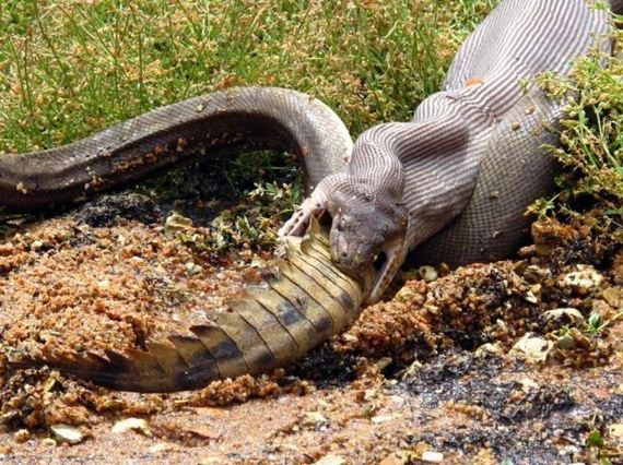python_eating_crocodile