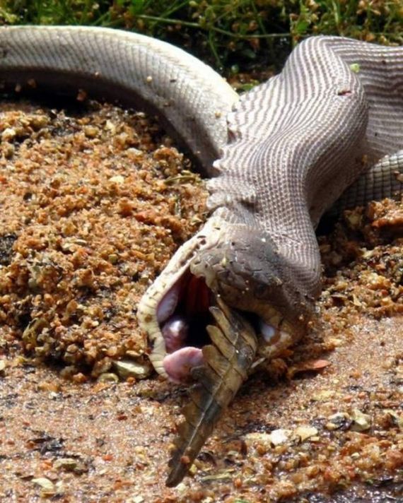 python_eating_crocodile