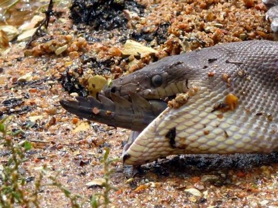 python_eating_crocodile