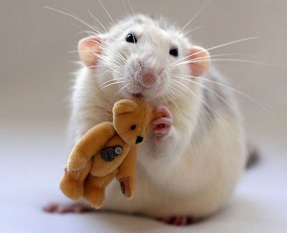 rats_teddy_bears_09