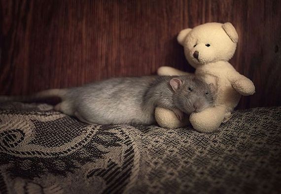 rats_teddy_bears_09