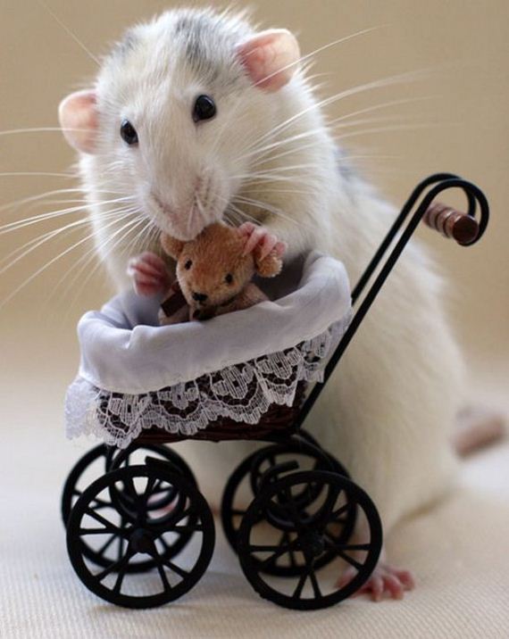 rats_teddy_bears_09