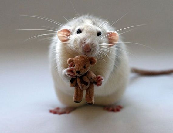 rats_teddy_bears_09
