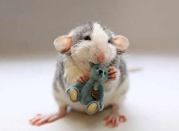 rats_teddy_bears_09