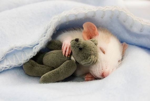 rats_teddy_bears_09