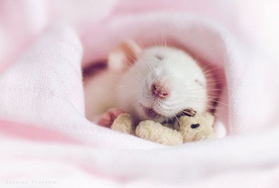 rats_teddy_bears_09