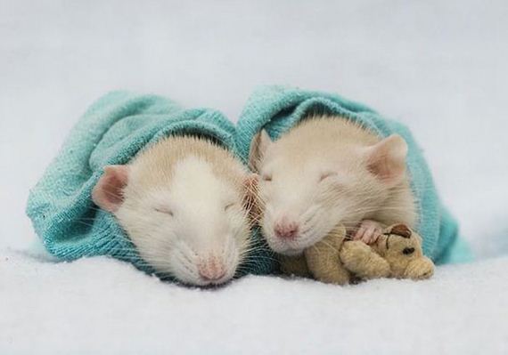 rats_teddy_bears_09