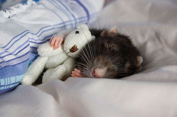 rats_teddy_bears_09