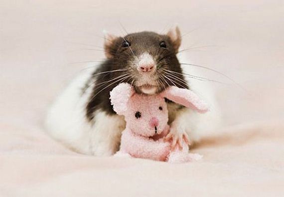 rats_teddy_bears_09
