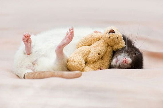 rats_teddy_bears_09