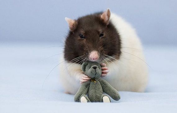 rats_teddy_bears_09