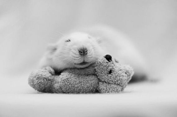 rats_teddy_bears_09
