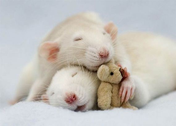 rats_teddy_bears_09