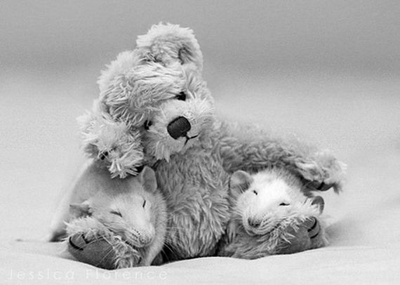 rats_teddy_bears_09