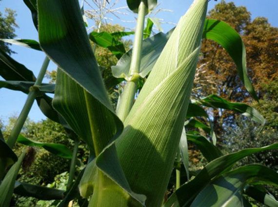 real_corn_on_the_cob_that_comes_in_colors