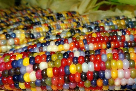 real_corn_on_the_cob_that_comes_in_colors