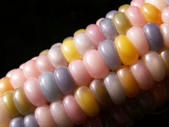 real_corn_on_the_cob_that_comes_in_colors
