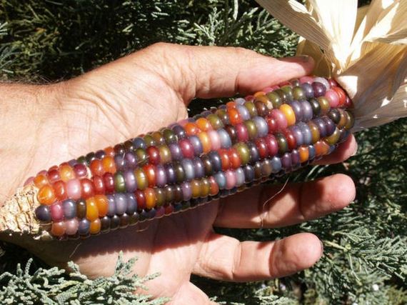 real_corn_on_the_cob_that_comes_in_colors