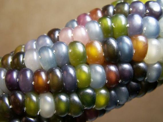 real_corn_on_the_cob_that_comes_in_colors