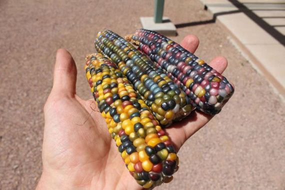 real_corn_on_the_cob_that_comes_in_colors
