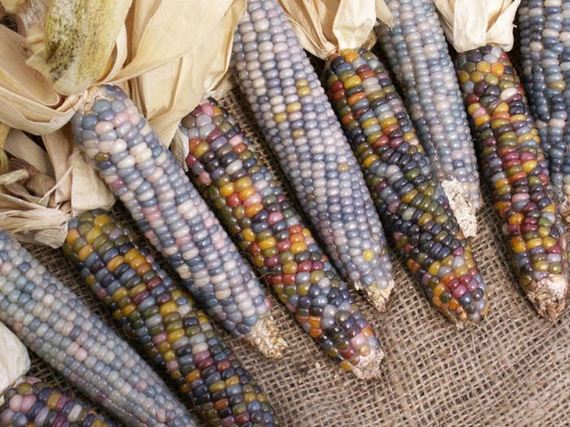 real_corn_on_the_cob_that_comes_in_colors