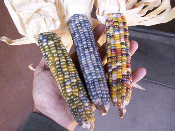 real_corn_on_the_cob_that_comes_in_colors